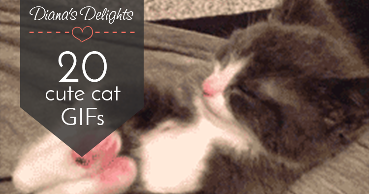 20 Cute Cat GIFs Guaranteed to Make You Smile